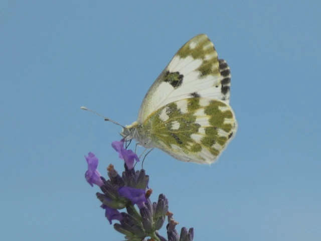 Pontia edusa - rezedalepke