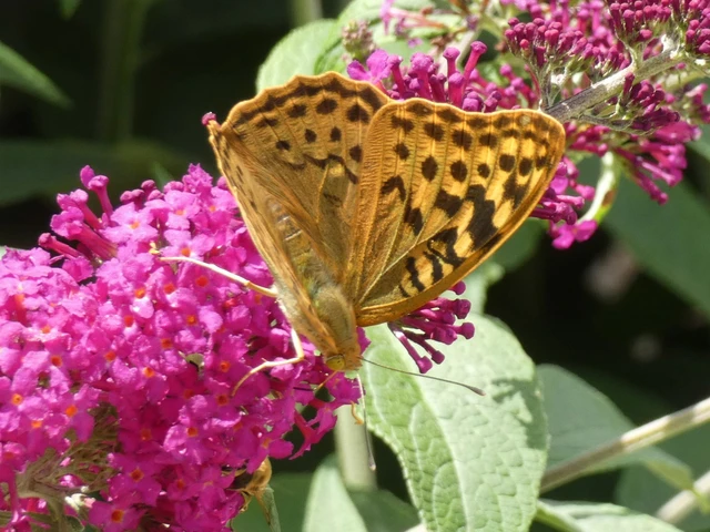 Argynnis pandora - zöldes gyöngyházlepke