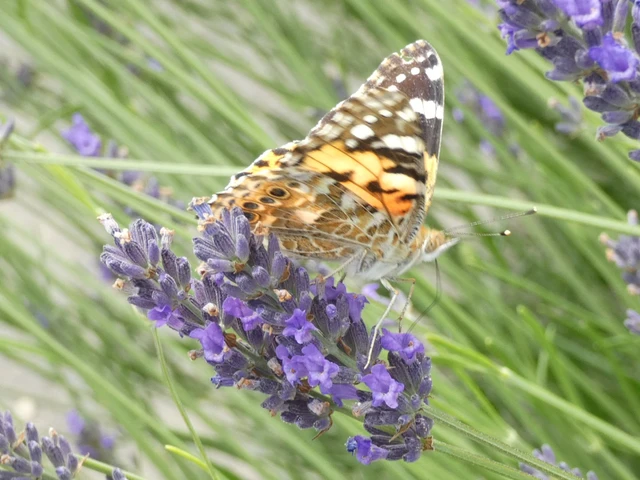Vanessa cardui - bogáncslepke