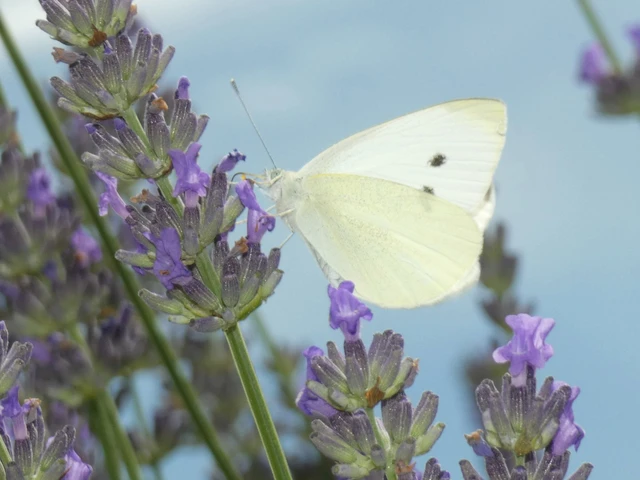 Pieris rapae - répalepke
