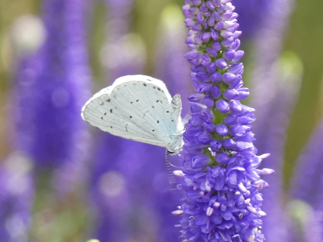 Celastrina argiolus - bengeboglárka