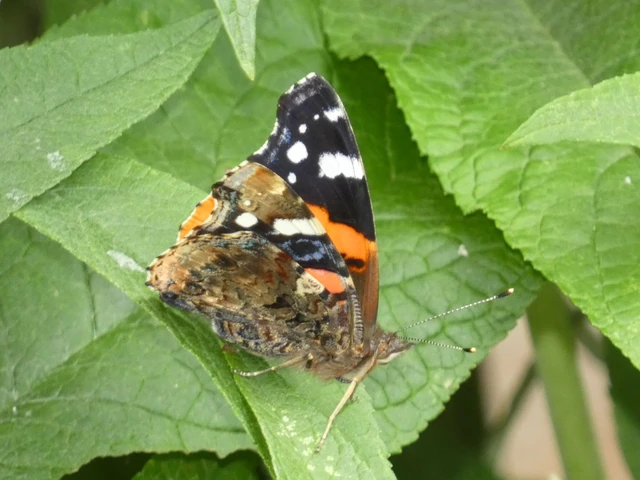 Vanessa atalanta - atalantalepke