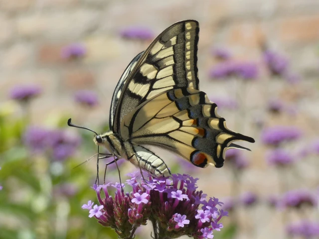 Papilio machaon - fecskefarkú lepke