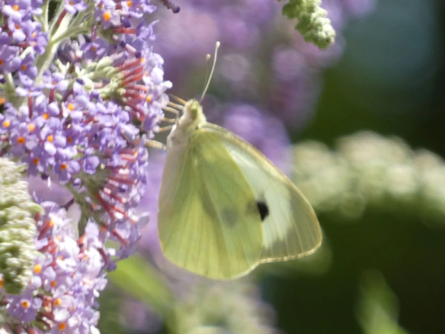 Pieris brassicae - káposztalepke