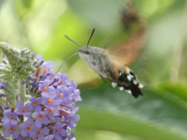 Macroglossum stellatarum - kacsafarkú szender