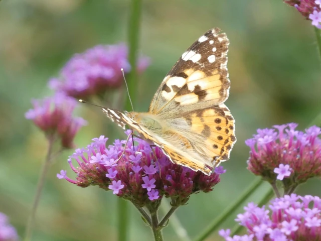 Vanessa cardui - bogáncslepke