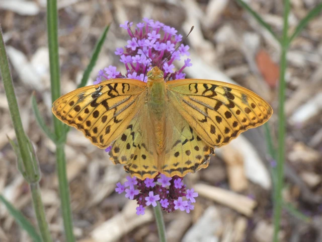Argynnis pandora - zöldes gyöngyházlepke