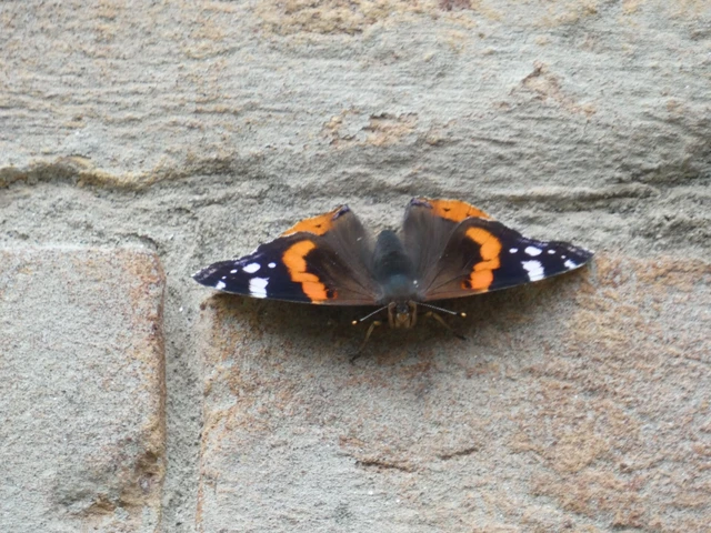 Vanessa atalanta - atalantalepke
