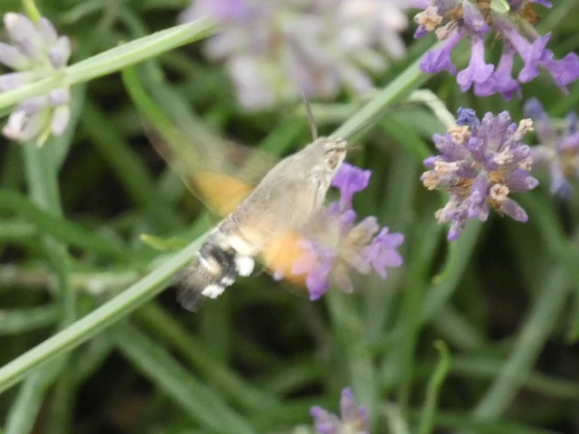 Macroglossum stellatarum - kacsafarkú szender