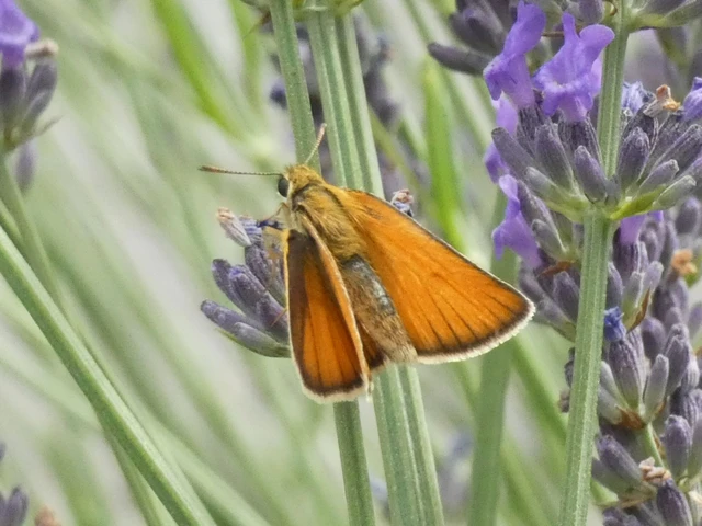 Thymelicus lineola - vonalas busalepke
