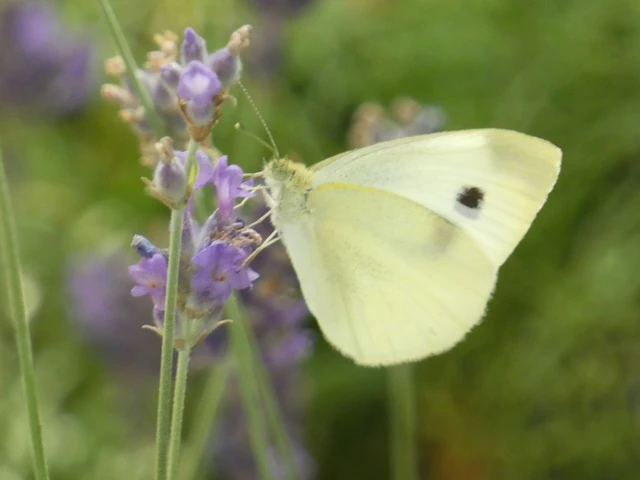 Pieris rapae - répalepke