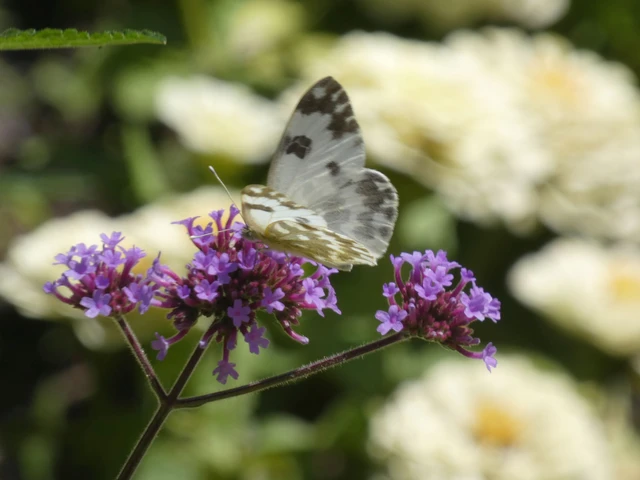 Pontia edusa - rezedalepke