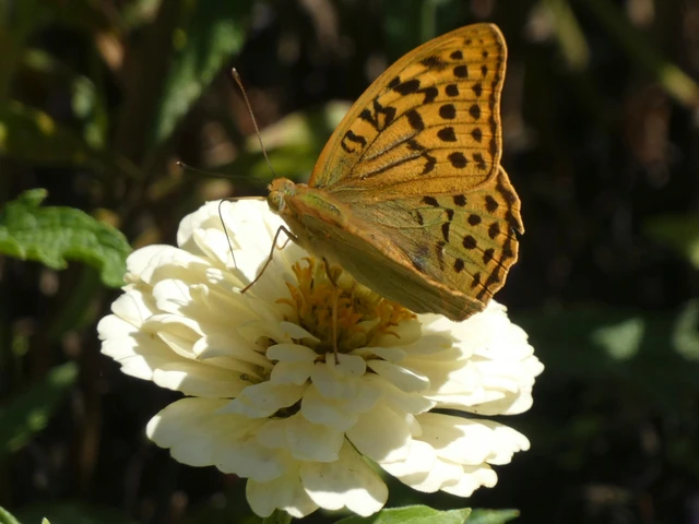 Argynnis pandora - zöldes gyöngyházlepke