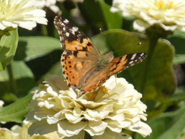 Vanessa cardui - bogáncslepke