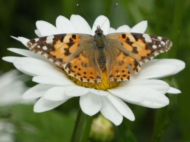 Vanessa cardui - bogáncslepke