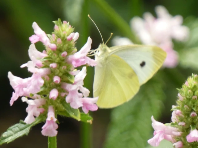 Pieris rapae - répalepke