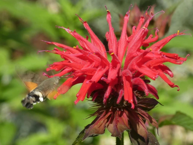 Macroglossum stellatarum - kacsafarkú szender