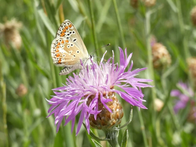 Aricia agestis - szerecsenboglárka