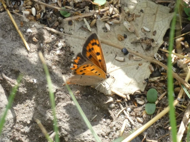 Lycaena phlaeas - közönséges tűzlepke Lycaena phlaeas - közönséges tűzlepke
