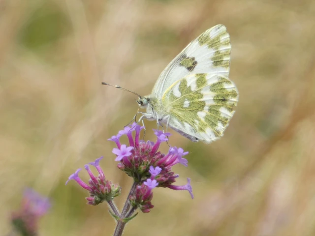 Pontia edusa - rezedalepke