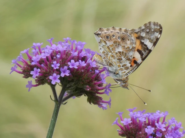 Vanessa cardui - bogáncslepke