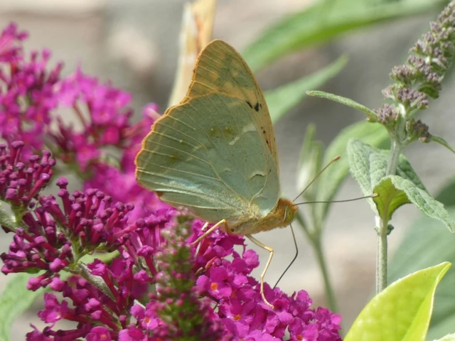Argynnis pandora - zöldes gyöngyházlepke