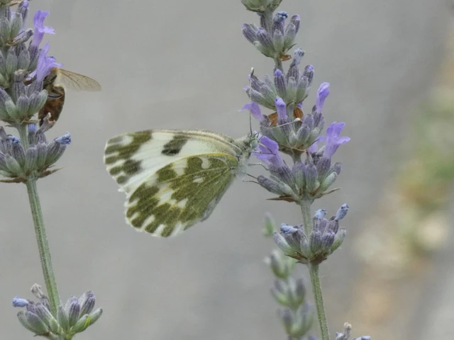 Pontia edusa - rezedalepke