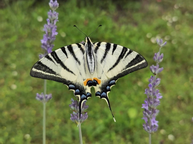 Iphiclides podalirius - kardoslepke