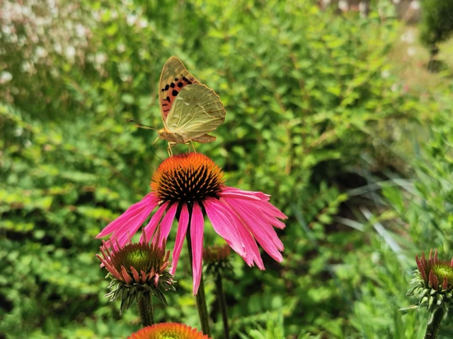 Argynnis pandora - zöldes gyöngyházlepke