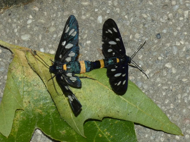 Amata phegea - fehérpettyes álcsüngőlepke