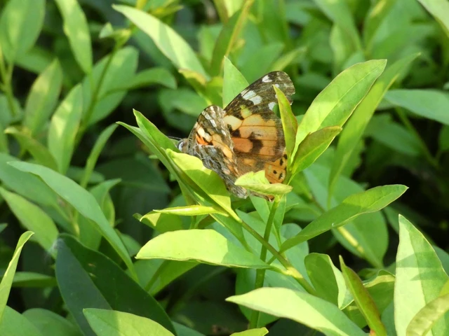 Vanessa cardui - bogáncslepke