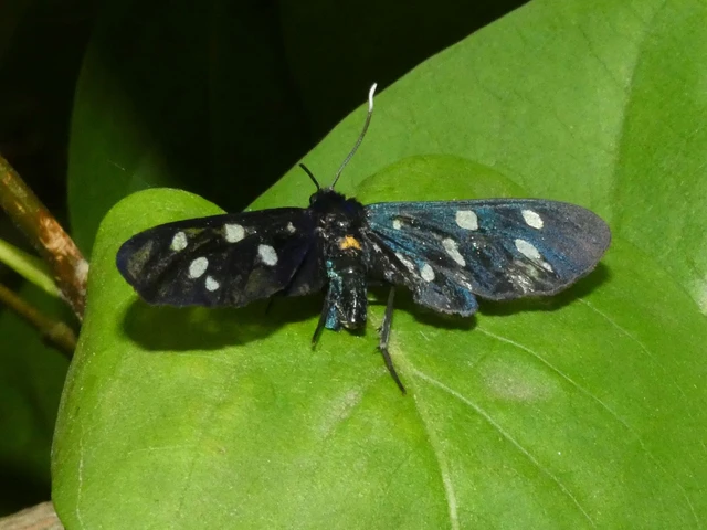 Amata phegea - fehérpettyes álcsüngőlepke