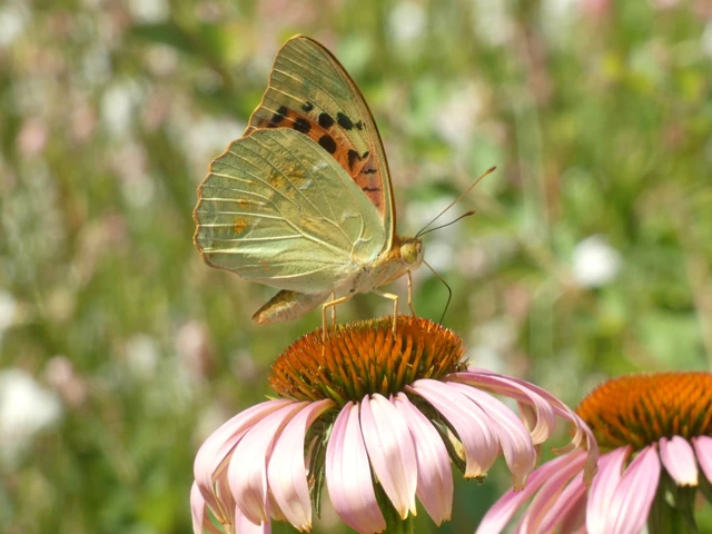 Argynnis pandora - zöldes gyöngyházlepke