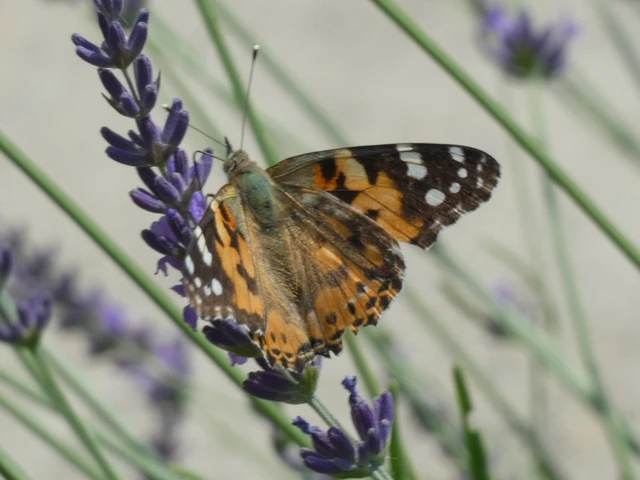 Vanessa cardui - bogáncslepke