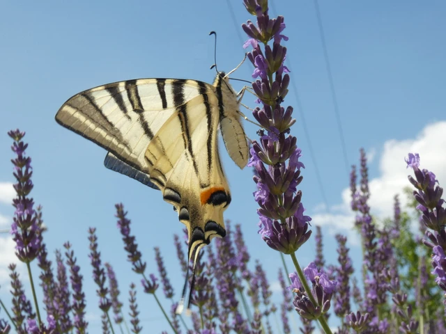 Iphiclides podalirius - kardoslepke