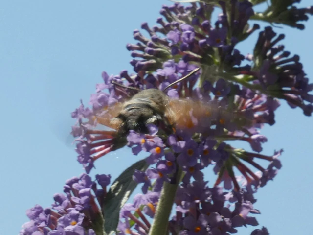 Macroglossum stellatarum - kacsafarkú szender