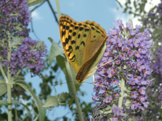 Argynnis pandora - zöldes gyöngyházlepke