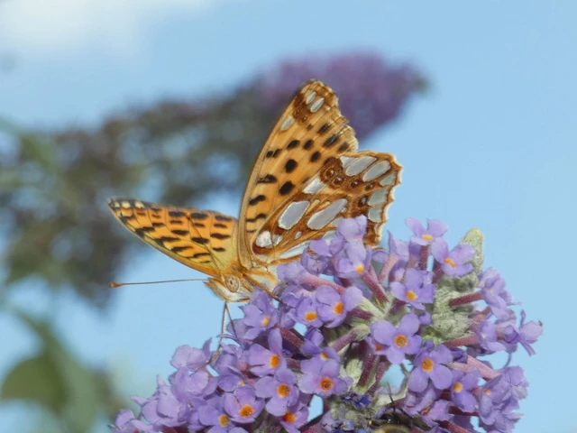 Issoria lathonia - közönséges gyöngyházlepke