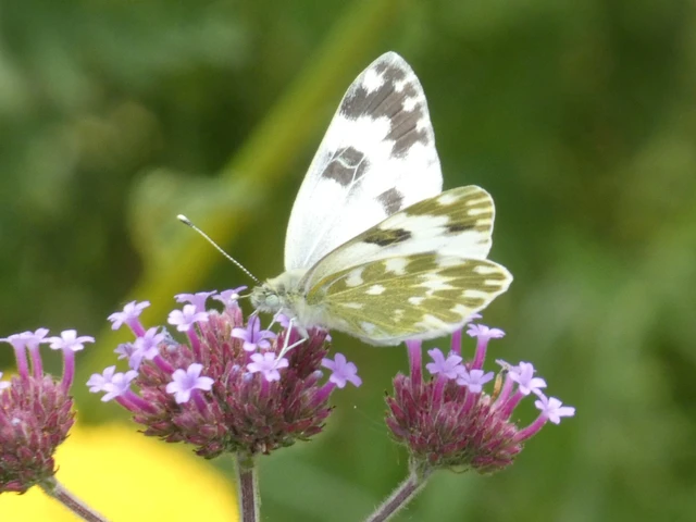 Pontia edusa - rezedalepke