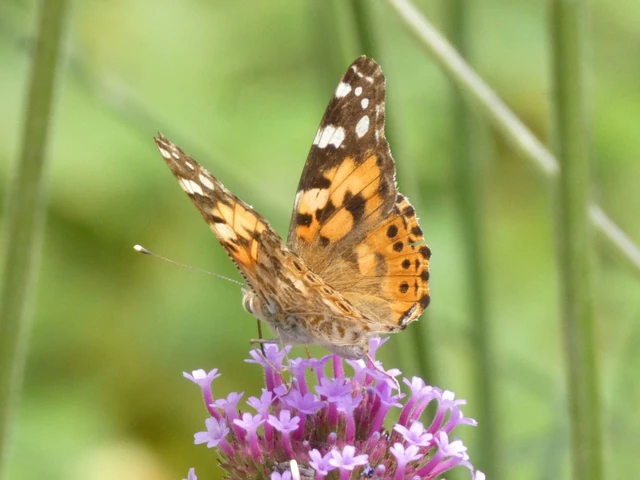 Vanessa cardui - bogáncslepke