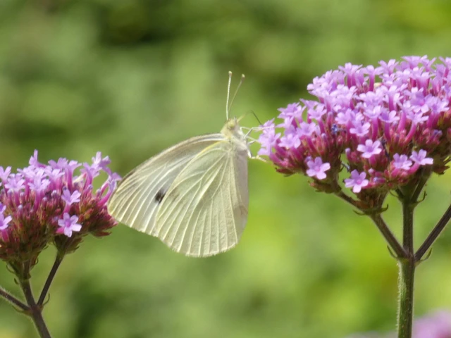 Pieris rapae - répalepke