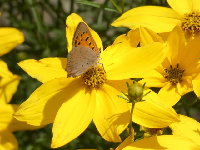 Lycaena phlaeas - közönséges tűzlepke Lycaena phlaeas - közönséges tűzlepke