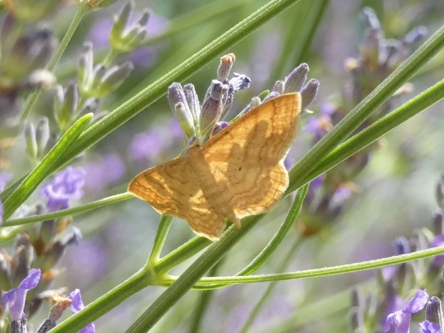 Idaea ochrata - okkerszínű sávosaraszoló