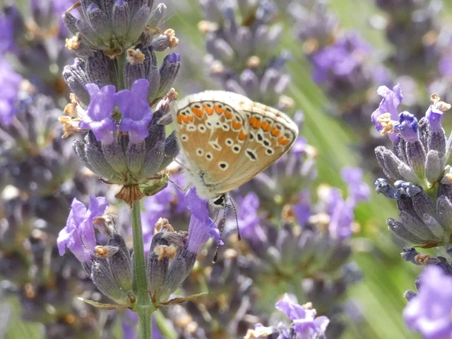 Aricia agestis - szerecsenboglárka