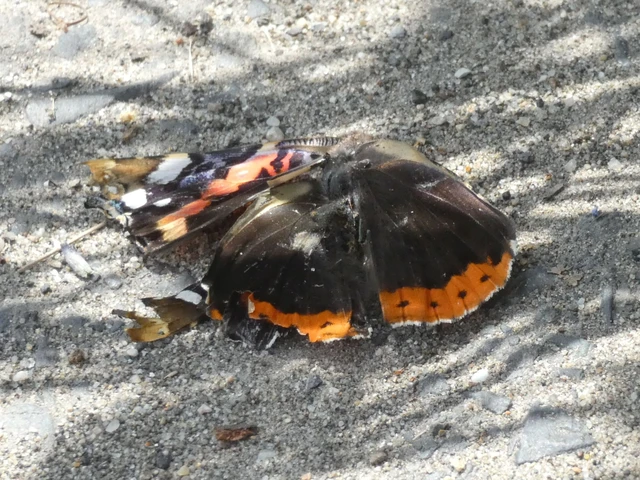 Vanessa atalanta - atalantalepke