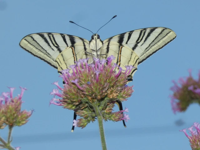 Iphiclides podalirius - kardoslepke