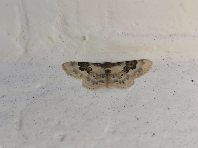 Idaea rusticata - tarka apróaraszoló