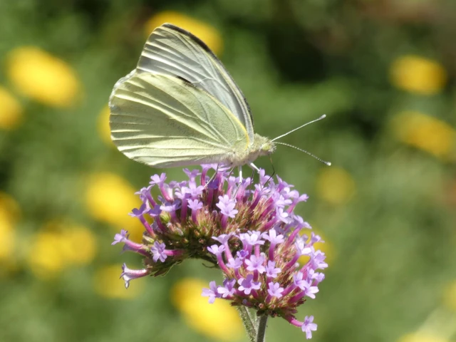 Pieris brassicae - káposztalepke