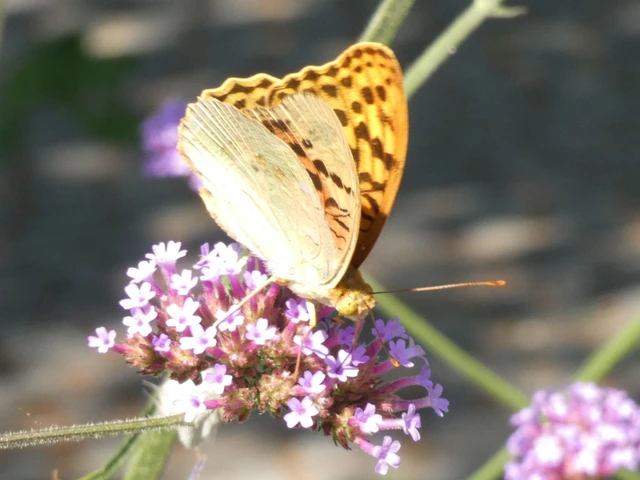Argynnis pandora - zöldes gyöngyházlepke