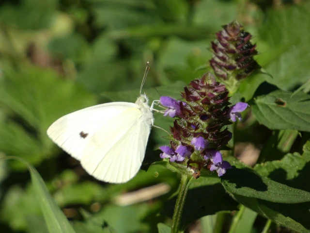 Pieris rapae - répalepke